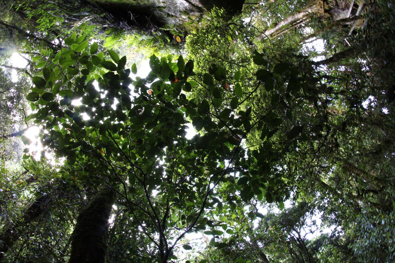 DAD Kanayatn Kalbar kukuhkan hutan adat Ohak Landak